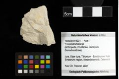 Foto (Objekt + Etiketten) von ? Goniodromites sp. 